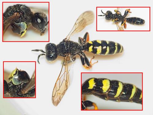 Crabro alpinus
